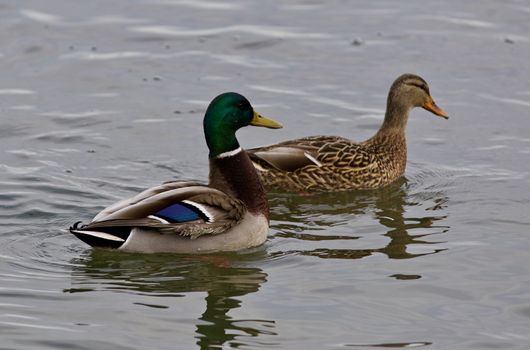 Beautiful background with a pair of ducks