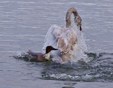 Isolated photo of a swan under attack of a  crazy duck