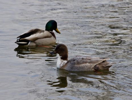 Isolated photo of two ducks