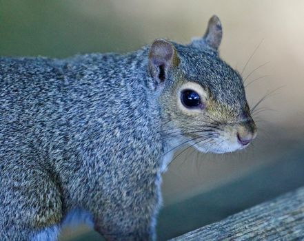 Beautiful isolated photo of a funny cute squirrel