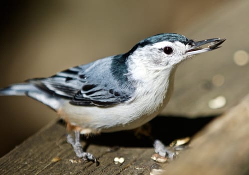 Beautiful isolated image with a white-breasted nuthatch bird