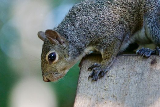 Beautiful isolated photo of a funny cute squirrel