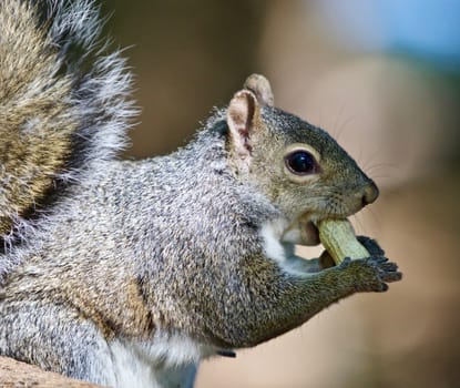 Beautiful isolated photo of a funny cute squirrel