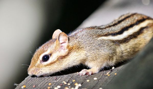 Beautiful isolated photo of a funny cute chipmunk