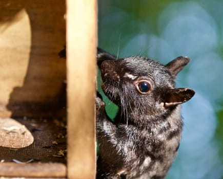 Beautiful isolated photo of a funny cute squirrel