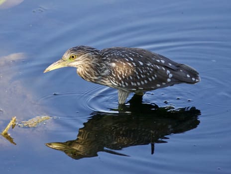 Photo of a funny black-crowned night heron standing on the shore