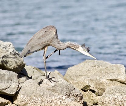 Beautiful photo of a great heron bird on the rock shore