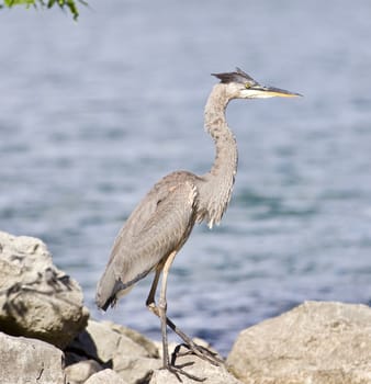 Beautiful photo of a great heron bird on the rock shore