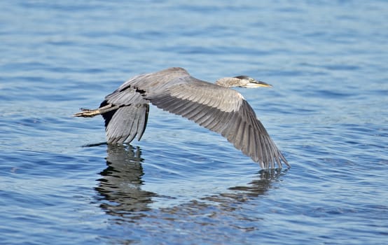 Photo of a great heron in flight near the water