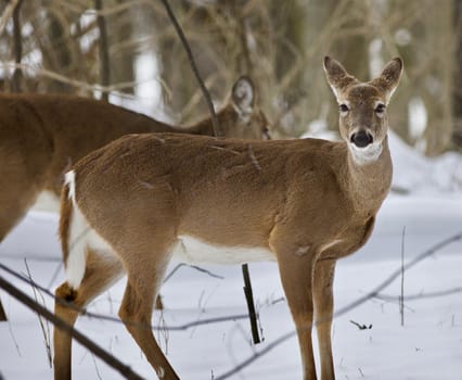 Beautiful isolated photo with a wild deer in the snowy forest