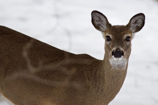 Beautiful isolated photo with a wild deer in the snowy forest