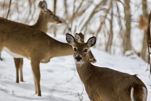 Beautiful isolated photo with a wild deer in the snowy forest