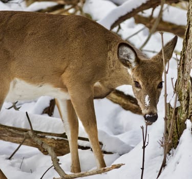 Beautiful isolated photo with a wild deer in the snowy forest