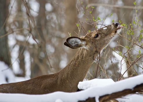 Beautiful isolated photo with a wild deer in the snowy forest