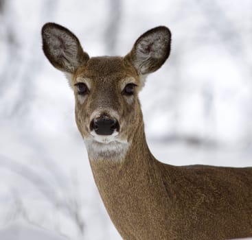 Beautiful isolated photo with a wild deer in the snowy forest