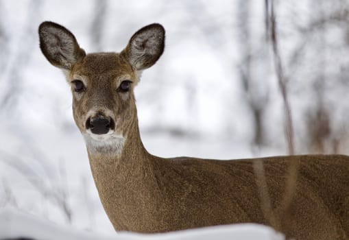 Beautiful isolated photo with a wild deer in the snowy forest