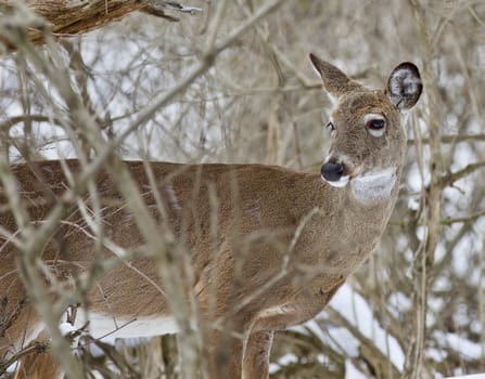 Beautiful isolated photo with a wild deer in the snowy forest