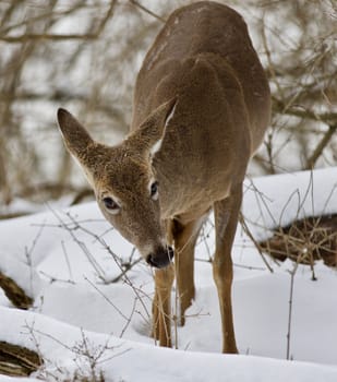 Beautiful isolated photo with a wild deer in the snowy forest