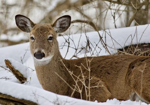 Beautiful isolated photo with a wild deer in the snowy forest