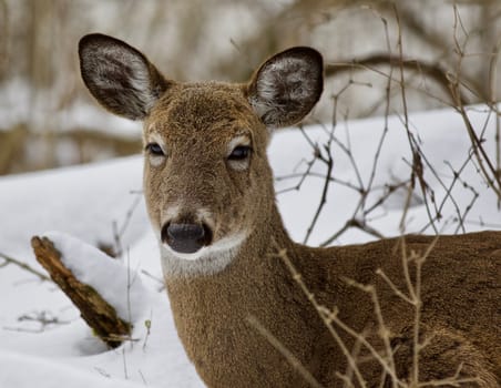 Beautiful isolated photo with a wild deer in the snowy forest