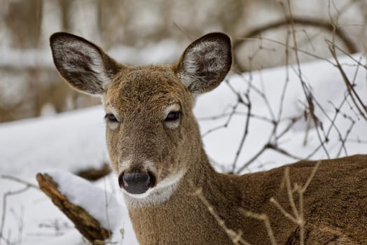 Beautiful isolated photo with a wild deer in the snowy forest