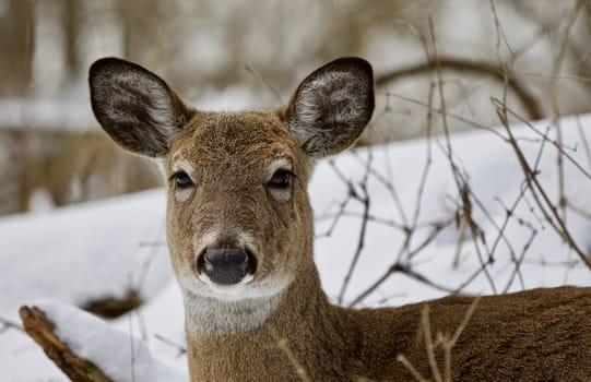 Beautiful isolated photo with a wild deer in the snowy forest