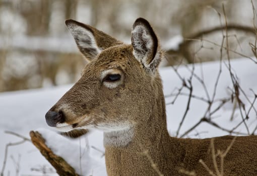 Beautiful isolated photo with a wild deer in the snowy forest