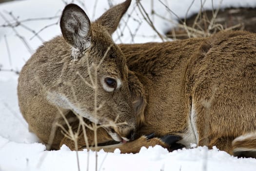 Beautiful isolated photo with a wild deer in the snowy forest