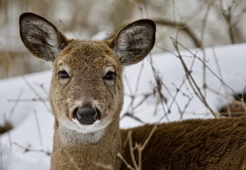 Beautiful isolated photo with a wild deer in the snowy forest