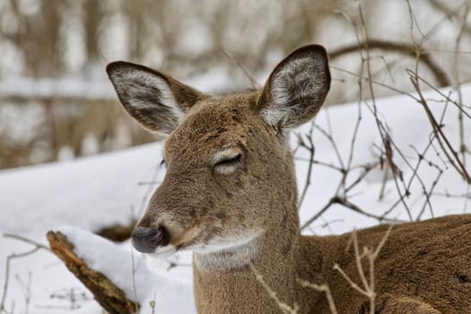 Beautiful isolated photo with a wild deer in the snowy forest