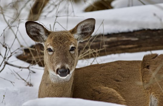 Beautiful isolated photo with a wild deer in the snowy forest