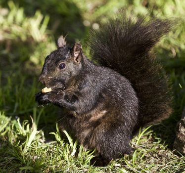 Beautiful isolated photo of a black squirrel