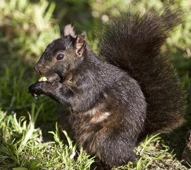 Beautiful isolated photo of a black squirrel