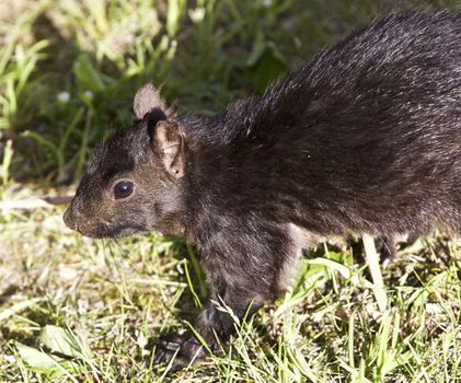 Beautiful isolated photo of a black squirrel