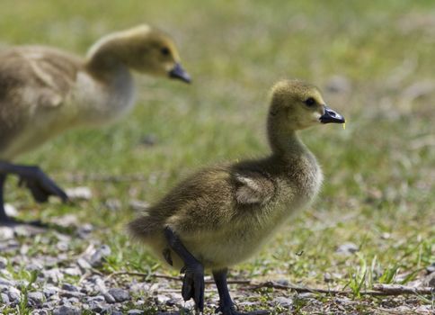 Beautiful isolated photo of chicks of the Canada geese walking through the field