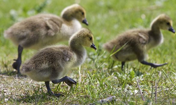 Beautiful isolated photo of chicks of the Canada geese walking through the field