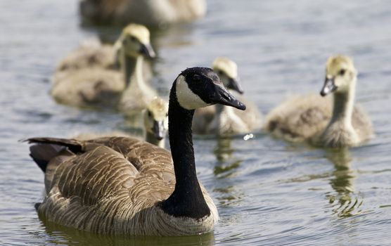 Beautiful isolated photo of chicks of the Canada geese swimming in the lake