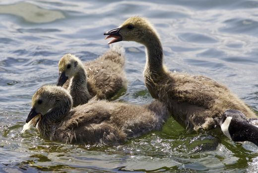 Beautiful isolated photo of chicks of the Canada geese swimming in the lake