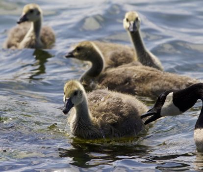 Beautiful isolated photo of chicks of the Canada geese swimming in the lake