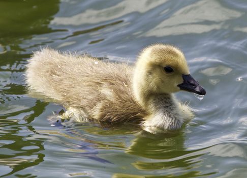 Beautiful isolated photo of chicks of the Canada geese swimming in the lake