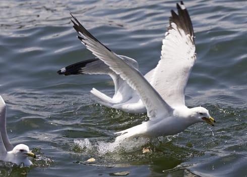 Beautiful isolated photo of the gulls