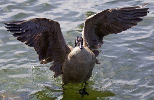 Beautiful isolated photo of a Canada goose