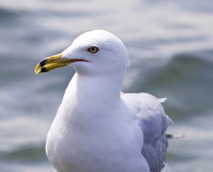 Beautiful isolated photo of a gull