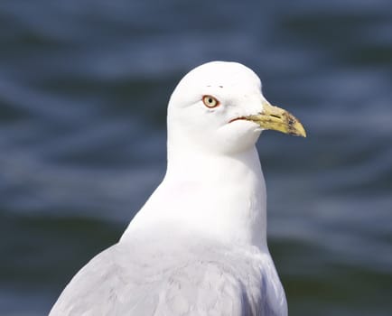 Beautiful isolated photo of a gull