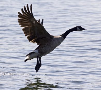 Beautiful isolated photo of a Canada goose taking off from the water