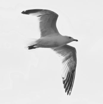 Beautiful isolated photo of a gull in the sky