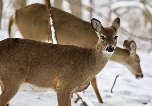 Beautiful isolated photo with a wild deer in the snowy forest