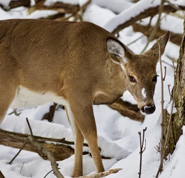 Beautiful isolated photo with a wild deer in the snowy forest