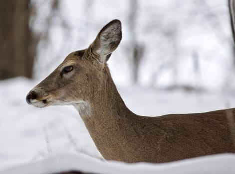 Beautiful isolated photo with a wild deer in the snowy forest