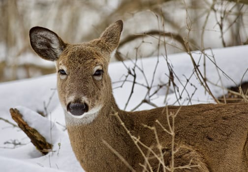 Beautiful isolated photo with a wild deer in the snowy forest